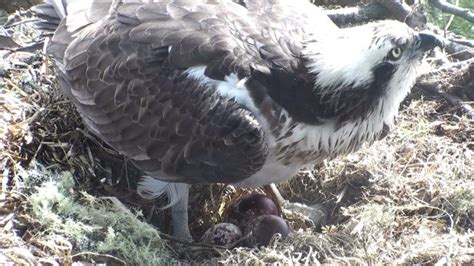 Full Clutch Of Three Eggs Laid At Loch Of The Lowes Scottish Wildlife