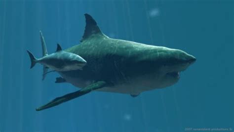 Not only is it the largest shark ever to have lived, but it is also quite possibly the largest fish. 10 Interesting Megalodon Facts | My Interesting Facts