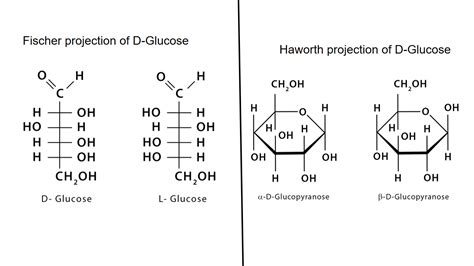 Solved Draw D Glucose A Fischer Projection B Haworth Projection