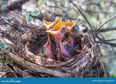The Baby Birds Have Outgrown Their Nest Time To Find A Bigger Nest
