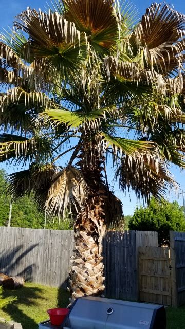 Diagnosis Why Is My Palm Tree Dying Gardening And Landscaping Stack