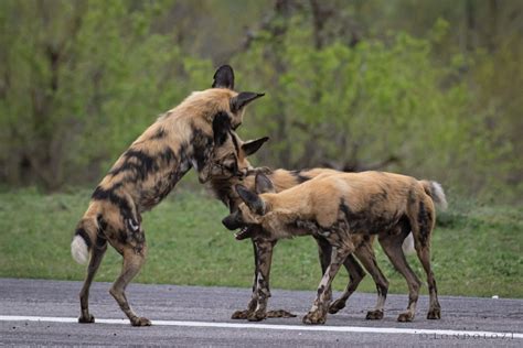 African Wild Dogs Vs Lone Wildebeest Londolozi Blog