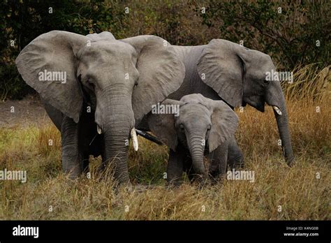 Elefantes Africanos Familia Paisaje Fotografías E Imágenes De Alta