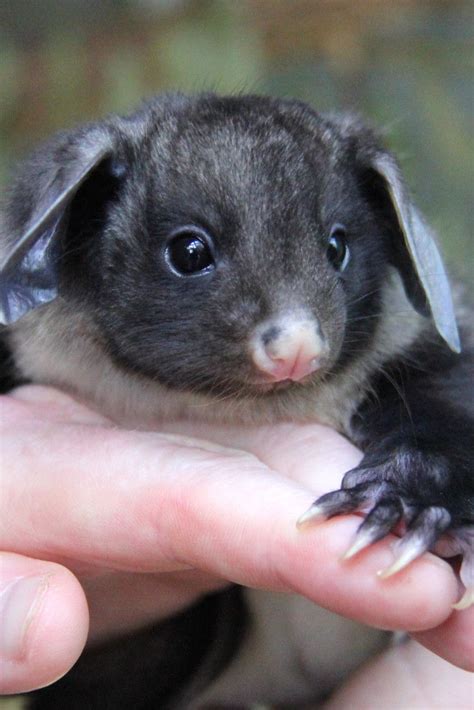 We Cant Even Deal With This Adorable Yellow Bellied Glider Joey Cute