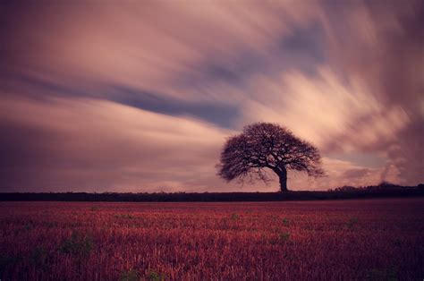 Free Images Tree Nature Horizon Cloud Sky Sun Sunrise Sunset