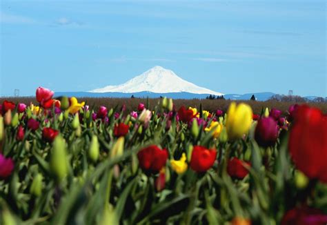 Tulips And Mt Hood Wooden Shoe Tulip Farm Woodburn Or Cole Chase