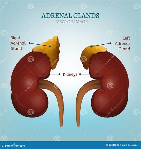 Imagen De Las Glándulas Suprarrenales Ilustración del Vector Ilustración de urinario interno