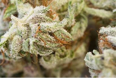 Marijuana Weed Smell Cannabis Sticky Does Cbd