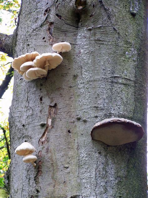 Fungi On A Beech Tree © Richard Dorrell Cc By Sa20 Geograph