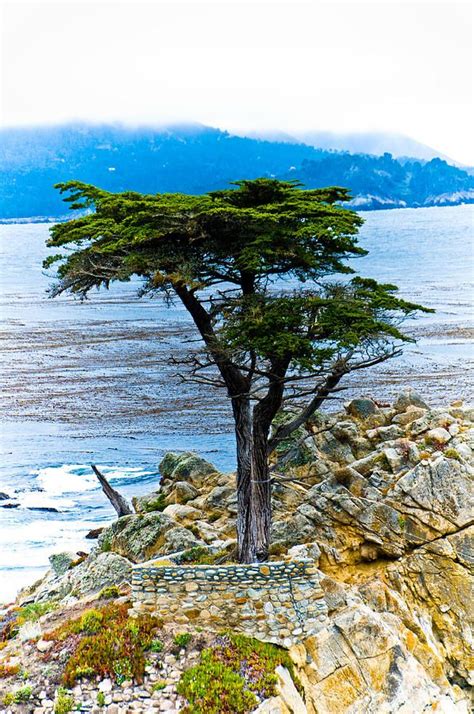 The Lone Cypress Along The 17 Mile Drive In Monterey Ca Beautiful
