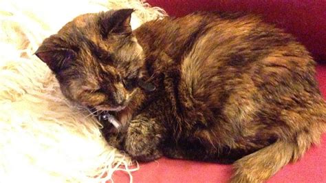 My Cat Just Died And It Hurts Like Hell Huffpost Uk Life