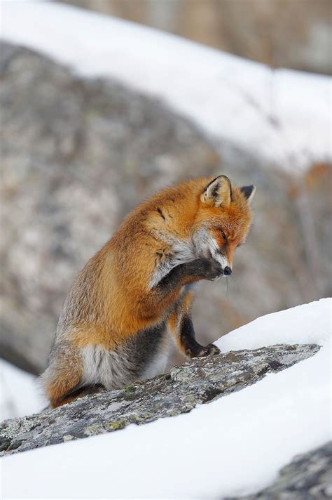 Red Fox By Radius Images Michael Breuer On 500px Fox Pups Fox In