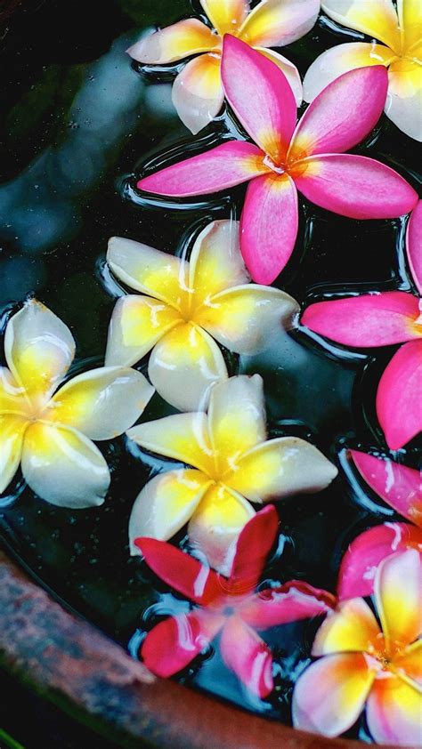 White And Pink Plumeria Flowers In The Water 1080x1920 Iphone 8766s