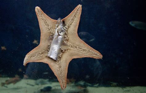 Starfish Eating A Fish Flickr Photo Sharing