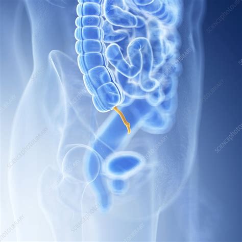 Illustration Of The Appendix Stock Image F0236733 Science Photo