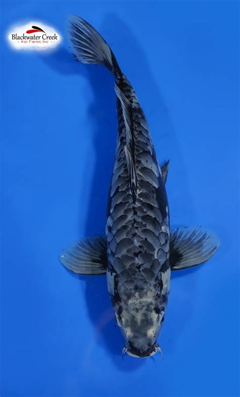 Kawari-Kumonryu Standard 16” Female | Koi fish for sale, Koi carp, Koi fish