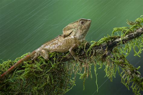 Helmeted Iguana In The Rain Helmeted Iguana Corytophanes Flickr