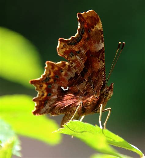 C Falter Foto And Bild Tiere Wildlife Schmetterlinge Bilder Auf