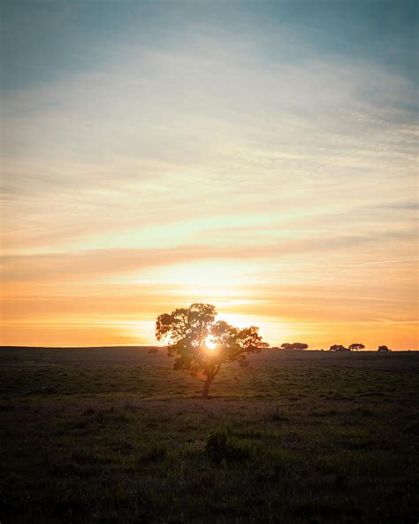 Tree Sunset Field Horizon Sunlight Hd Phone Wallpaper Peakpx