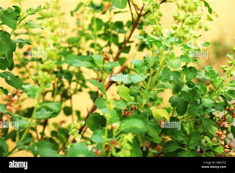 Tulsi Leaves High Resolution Stock Photography And Images Alamy