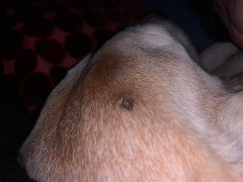 My Beagle Has A Bumpmole Looking Thing Growing On Her Head And Also