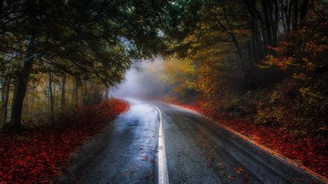 4538287 Photography Blue Leaves Fall Road Forest Mist