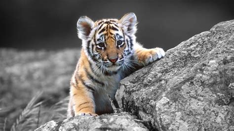 Set as background add to favorite add to folder. Tiger HD Wallpapers - Wallpaper Cave