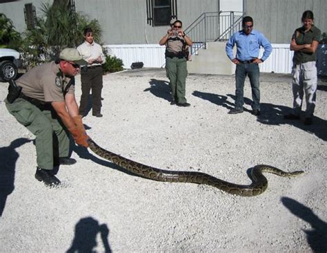 Python Challenge In Florida Everglades Photos Abc News