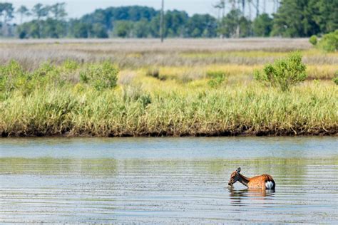 Sika Deer Quietly Encroach On Chesapeakes Eastern Shore Chesapeake