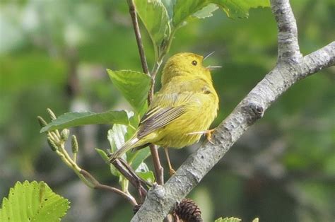 Yellow Warbler Pacific Northwest