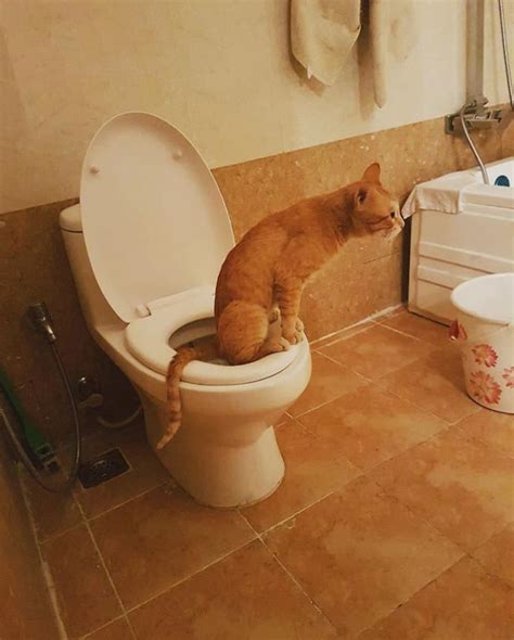 A Friend Of Mine Posted This Picture Of Her Cat Taking A Dump
