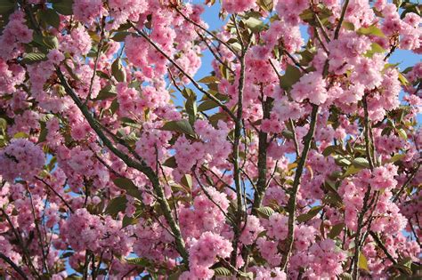 Kirsebær Japan Blomster Gratis Foto På Pixabay Pixabay