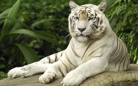 Free White Tiger Wallpapers Wallpaper Cave