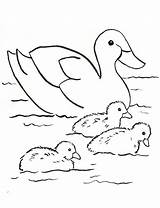 Coloring Duck Ducks sketch template