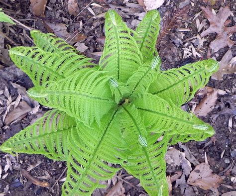 Center Of Ostrich Fern Plant Leaves Ostrich Fern Flowers Blooming