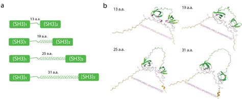 Predicted Structural Interactions Between The Vinculin Linker And Sh3