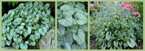 2012 Perennial Plant Of The Year Brunnera Macrophylla