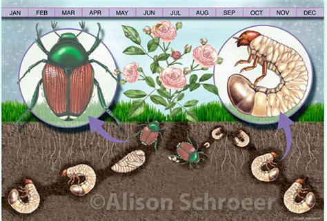 Japanese Beetle Life Cycle