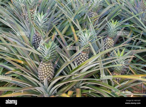 Pineapple Plant Tropical Fruit Growing In A Farm Thailand Stock Photo
