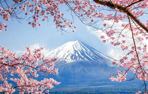 Mount Fuji Cherry Blossom Wallpapers Top Free Mount Fuji Cherry Blossom Backgrounds