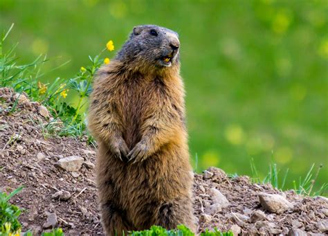 Groundhog - AAAC Wildlife Removal of Nashville