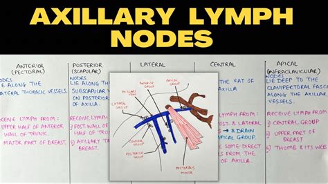 Axillary Lymph Nodes Upper Limb Anatomy Youtube