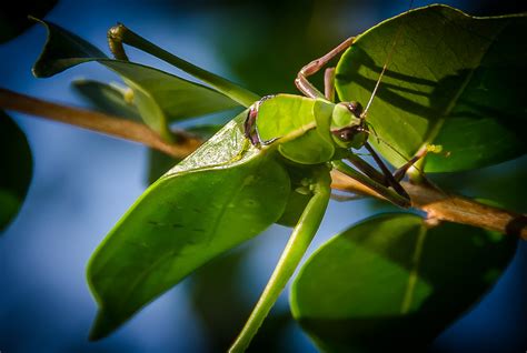 Katydid Tettigoniidae The Lazy Naturalist Sarasota Florida