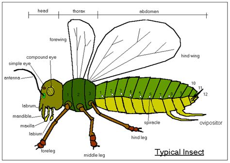 Insects Biology