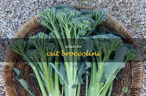 Discover The Best Time To Harvest Broccolini For Maximum Flavor Shuncy