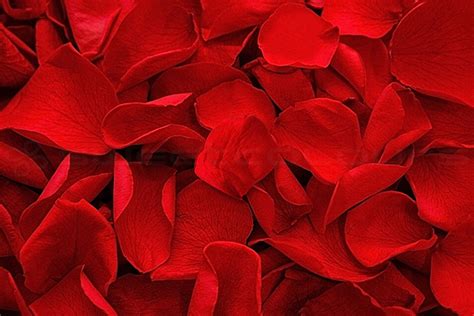 Preserved Rose Petals Red