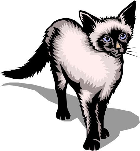 Siamese Cat Png Transparent Images Png All