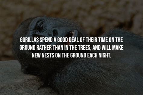 Gorillas Facts 17 Pics