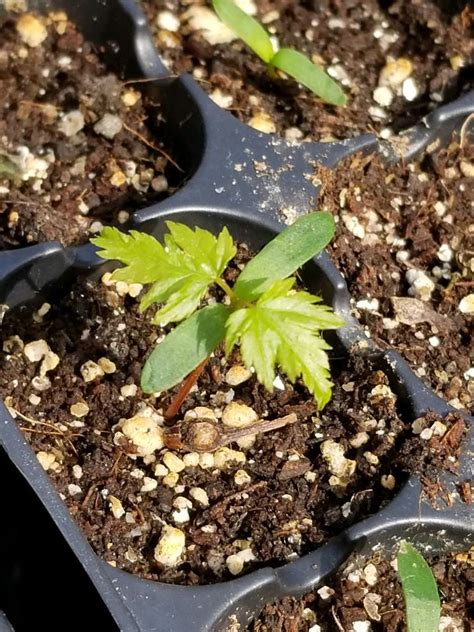 Japanese Maple Tree Seeds Germinate Corruptedxchienz