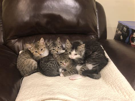 Feral Stray Gave Birth To A Litter Of Kittens